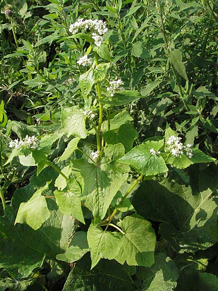 Fagopyrum esculentum \ Echter Buchweizen / Buckwheat, D Mannheim 13.8.2007