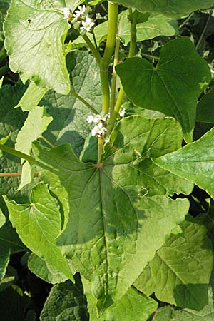 Fagopyrum esculentum \ Echter Buchweizen / Buckwheat, D Mannheim 13.8.2007