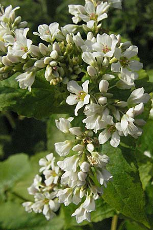 Fagopyrum esculentum \ Echter Buchweizen / Buckwheat, D Mannheim 13.8.2007