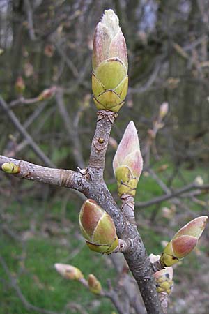 Acer pseudoplatanus \ Berg-Ahorn / Sycamore Maple, D Rheinhessen, Wendelsheim 13.4.2008