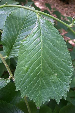 Ulmus glabra \ Berg-Ulme / Elm, D Dhaun 16.6.2008