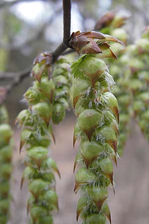 Carpinus betulus \ Hain-Buche, Wei-Buche / Hornbeam, D Pfalz, Wörth 8.4.2009