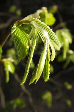 Carpinus betulus \ Hain-Buche, Wei-Buche / Hornbeam, D Pfalz, Wörth 8.4.2009