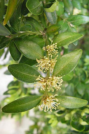 Buxus sempervirens \ Gewhnlicher Buchsbaum / Boxtree, D Mannheim 13.4.2009