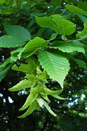 Carpinus betulus \ Hain-Buche, Wei-Buche / Hornbeam, D Bruchsal 13.6.2009
