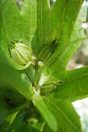 Carpinus betulus \ Hain-Buche, Wei-Buche / Hornbeam, D Karlsruhe 13.6.2009