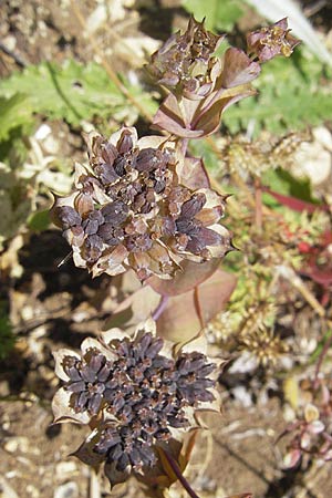 Bupleurum rotundifolium \ Rundblttriges Hasenohr / Hare's Ear, Thorough-Wax, D Neuleiningen 1.8.2009