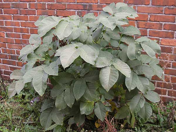 Juglans regia \ Echte Walnuss / Persian Walnut, D Mannheim 25.10.2009