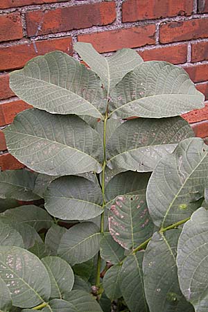 Juglans regia \ Echte Walnuss / Persian Walnut, D Mannheim 25.10.2009