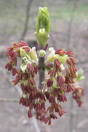 Acer negundo \ Eschen-Ahorn / Box Elder, D Mannheim 25.3.2010