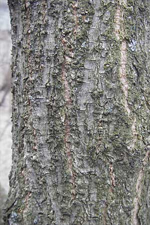 Acer negundo \ Eschen-Ahorn / Box Elder, D Mannheim 25.3.2010