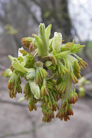 Acer negundo \ Eschen-Ahorn / Box Elder, D Mannheim 25.3.2010