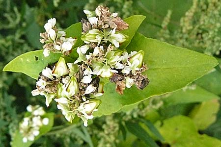 Fagopyrum esculentum \ Echter Buchweizen / Buckwheat, D Mannheim 26.9.2007