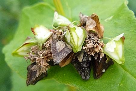 Fagopyrum esculentum \ Echter Buchweizen / Buckwheat, D Mannheim 26.9.2007