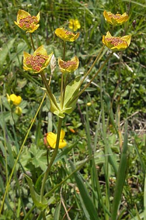 Bupleurum stellatum \ Stern-Hasenohr / Starry Hare's Ear, D Immenstadt 21.6.2011