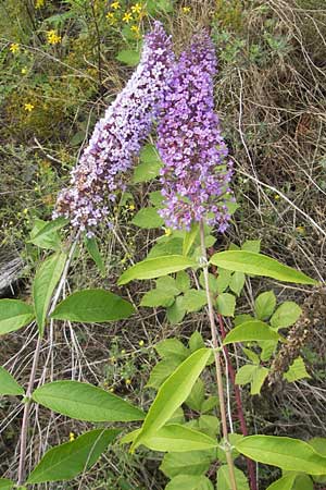 Buddleja davidii \ Chinesischer Fliederspeer, Schmetterlingsflieder / Butterfly Bush, D Weinheim an der Bergstraße 15.7.2011