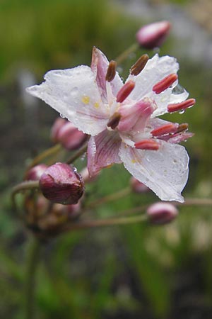 Butomus umbellatus \ Doldige Schwanenblume / Flowering Rush, D Botan. Gar.  Universit.  Regensburg 5.8.2011