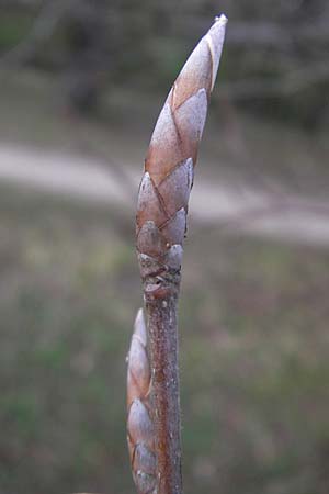 Fagus sylvatica \ Rot-Buche / Beech, D Ludwigshafen 29.3.2012