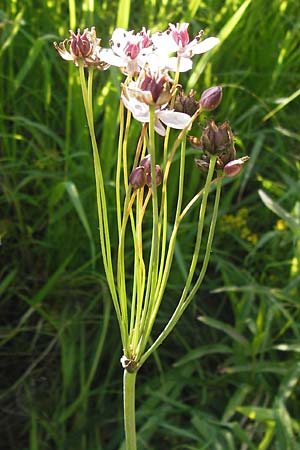 Butomus umbellatus \ Doldige Schwanenblume / Flowering Rush, D Lampertheim 16.8.2013
