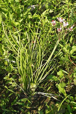 Butomus umbellatus \ Doldige Schwanenblume / Flowering Rush, D Landkreis Karlsruhe, Oberhausen-Rheinhausen 28.8.2013