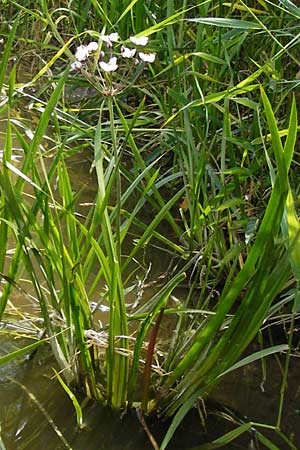 Butomus umbellatus \ Doldige Schwanenblume / Flowering Rush, D Kinding 16.6.2014