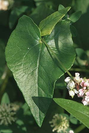 Fagopyrum esculentum \ Echter Buchweizen / Buckwheat, D Weinheim an der Bergstraße 14.9.2007