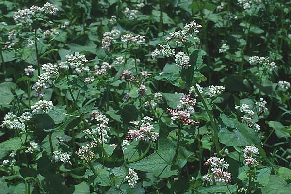 Fagopyrum esculentum \ Echter Buchweizen / Buckwheat, D Pforzheim 20.6.1992