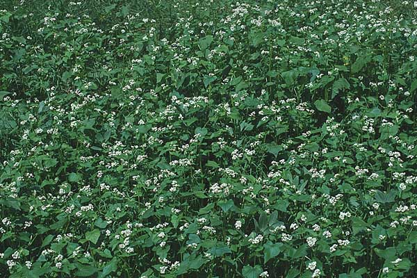 Fagopyrum esculentum \ Echter Buchweizen / Buckwheat, D Pforzheim 20.6.1992