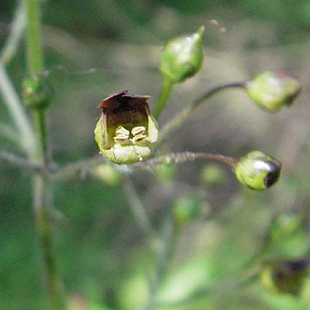 Scrophularia nodosa \ Knotige Braunwurz / Common Figwort, D Ketsch 6.6.2006