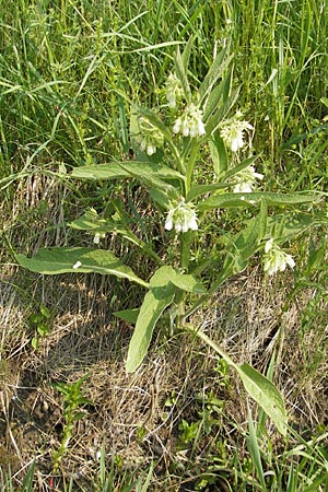 Symphytum officinale \ Gewhnlicher Arznei-Beinwell / Common Comfrey, D Wörth-Büchelberg 1.5.2009