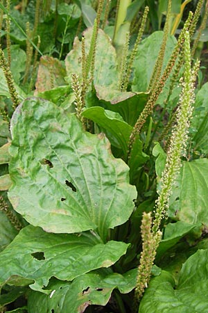 Plantago major \ Breit-Wegerich, Groer Wegerich / Greater Plantain, D Kehl 28.7.2012