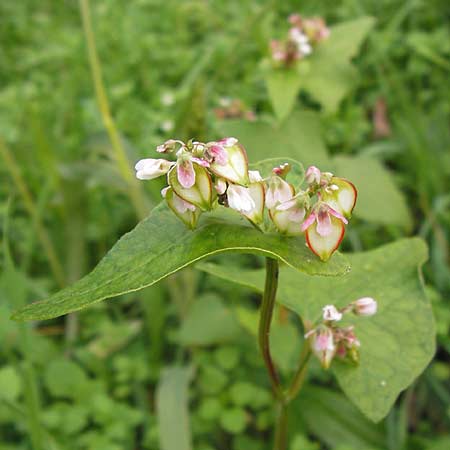 Fagopyrum esculentum \ Echter Buchweizen / Buckwheat, D Mannheim 16.10.2013