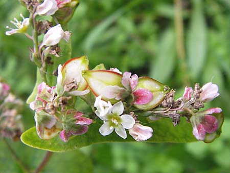 Fagopyrum esculentum \ Echter Buchweizen / Buckwheat, D Mannheim 16.10.2013
