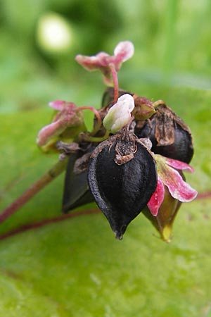 Fagopyrum esculentum \ Echter Buchweizen / Buckwheat, D Mannheim 5.11.2013