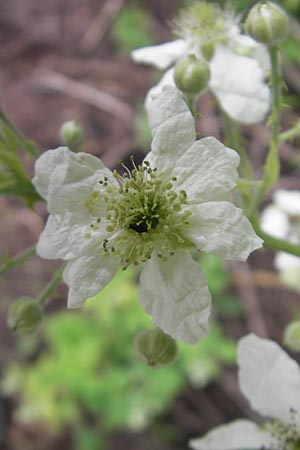 Rubus rhombicus ? \ Rhombische Haselblatt-Brombeere / Rhombic Bramble, D Schlossböckelheim 31.5.2012
