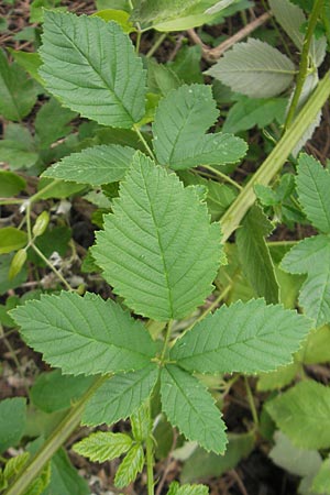 Rubus rhombicus ? \ Rhombische Haselblatt-Brombeere / Rhombic Bramble, D Schlossböckelheim 31.5.2012