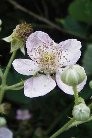 Rubus armeniacus \ Garten-Brombeere, Armenische Brombeere / Armenian Blackberry, Himalayan Blackberry, D Frankfurt-Fechenheim 14.7.2012