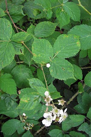 Rubus fruticosus agg. \ Brombeere / Bramble, Blackberry, D Frankfurt-Schwanheim 14.7.2012