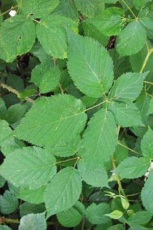 Rubus fruticosus agg. \ Brombeere / Bramble, Blackberry, D Frankfurt-Schwanheim 14.7.2012