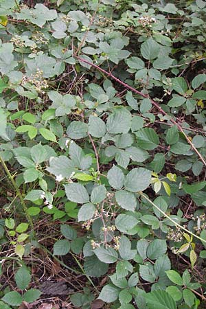 Rubus fruticosus agg. \ Brombeere / Bramble, Blackberry, D Frankfurt-Schwanheim 14.7.2012