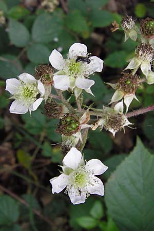 Rubus fruticosus agg. \ Brombeere / Bramble, Blackberry, D Frankfurt-Schwanheim 14.7.2012