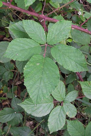 Rubus fruticosus agg. \ Brombeere / Bramble, Blackberry, D Frankfurt-Schwanheim 14.7.2012