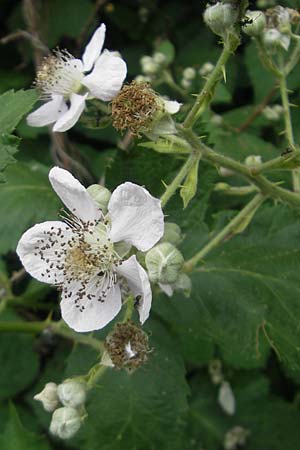Rubus armeniacus \ Garten-Brombeere, Armenische Brombeere / Armenian Blackberry, Himalayan Blackberry, D Mainz 31.5.2012