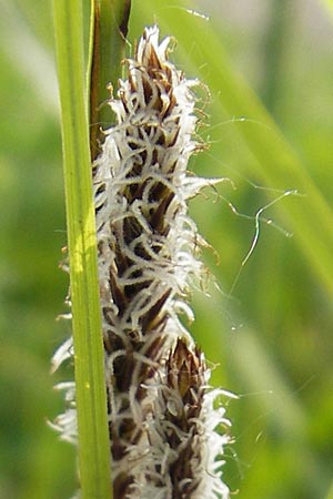 Carex riparia \ Ufer-Segge / Great Pond Sedge, D Wörth-Büchelberg 1.5.2009