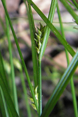 Carex remota \ Winkel-Segge / Remote Sedge, D Bruchsal 21.6.2009