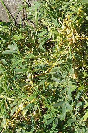 Cuscuta campestris \ Amerikanische Seide / Yellow Dodder, D Mannheim 3.10.2010