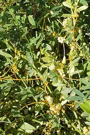 Cuscuta campestris \ Amerikanische Seide / Yellow Dodder, D Mannheim 3.10.2010
