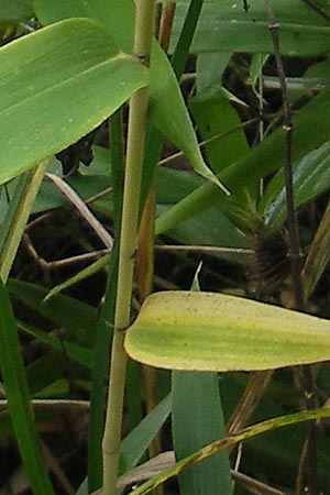 Sasamorpha borealis \ Nordischer Zwerg-Bambus / Boreal Bamboo, D Neckarbischofsheim 5.10.2011