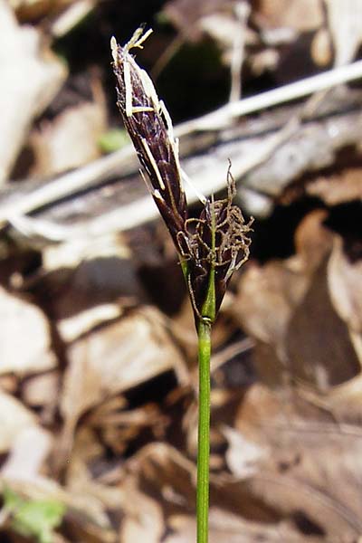 Carex umbrosa \ Schatten-Segge / Umbrosa Sedge, D Wassertrüdingen-Obermögersheim 29.3.2014