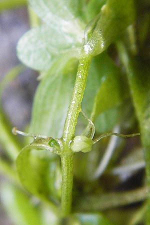Callitriche stagnalis \ Teich-Wasserstern / Pond Water Starwort, D Odenwald, Fischbachtal-Steinau 25.6.2014